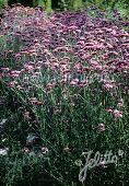 Verbena bonariensis 'Purple Top'